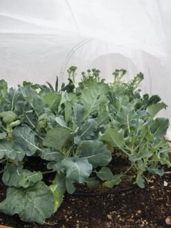 All-Purpose Garden Fabric 12 All-Purpose Garden Fabric -Garden Supply Store 32646 7940 tif