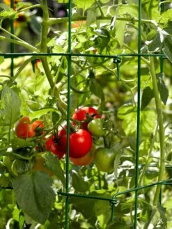 Tomato Cages, Set Of 4 12 Tomato Cages, Set Of 4 -Garden Supply Store 34182 588 tif