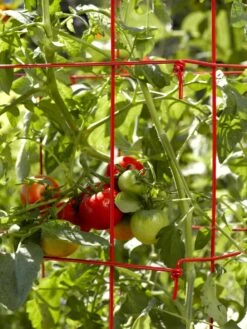 Tomato Cages, Set Of 4 11 Tomato Cages, Set Of 4 -Garden Supply Store 34182 592