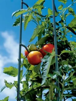 Tomato Ladders, Set Of 3 -Garden Supply Store 38184 003E tif