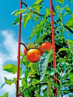 Tomato Ladders, Set Of 3 -Garden Supply Store 38185 003E tif