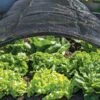 Shade Nets 2 Shade Nets -Garden Supply Store 38556 0191 tif
