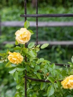 Jardin Round Obelisk, 7' -Garden Supply Store 39 530 0052 tif