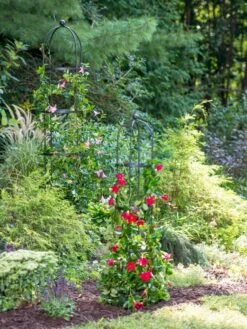 Essex Round Trellises -Garden Supply Store 39545 2286 tif