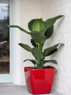 Viva Square Self-Watering Rolling Planter, 20" Diameter, Set Of 2 -Garden Supply Store 3 4 crop 8612930 0032 tif