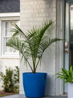 Viva Round Self-Watering Rolling Planter, 20" Diameter, Set Of 2 -Garden Supply Store 3 4 crop 8612933 0024 tif