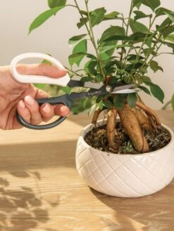 Japanese Pruning Scisssors -Garden Supply Store 3 4 crop 8612968 0087