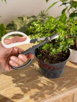 Japanese Pruning Scisssors -Garden Supply Store 3 4 crop 8612968 0092