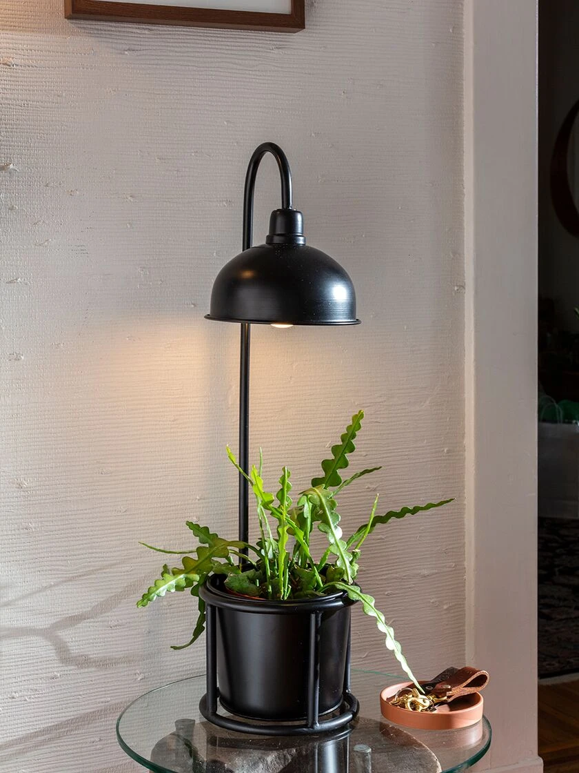 Kira Grow Light Tabletop Planter 3 Kira Grow Light Tabletop Planter