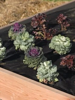 Easy-Plant Weed Block Mulch 7 Easy-Plant Weed Block Mulch -Garden Supply Store 40356 219 tif