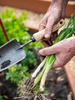 Gardener's Lifetime Trowel 10 Gardener's Lifetime Trowel -Garden Supply Store 8586972 3286 tif