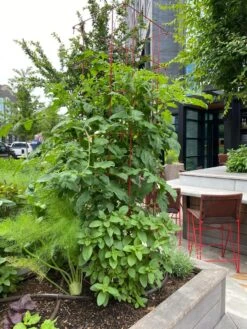 Tomato Towers, Set Of 2 8 Tomato Towers, Set Of 2 -Garden Supply Store 8587041 01IN tif