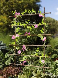 Jardin Ladder Trellis -Garden Supply Store 8587107 083 tif
