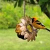 Oriole Jelly Feeder -Garden Supply Store 8587472 002 tif