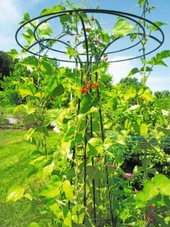 Essex Tuteur, 78" -Garden Supply Store 8587861 100 tif