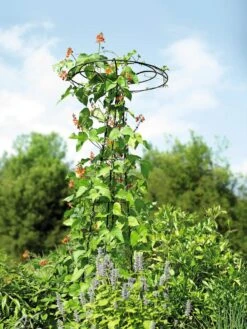 Essex Tuteur, 78" -Garden Supply Store 8587861 4160 tif