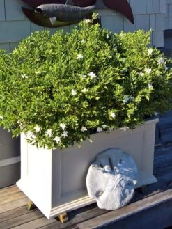 Fairfield Self-Watering Patio Planters, 20” X 36” -Garden Supply Store 8588417 208V tif