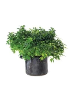 Gardener's Best® Universal Grow Bag -Garden Supply Store 8590024 3699 tif