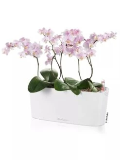 Lechuza® Delta Self-Watering Windowsill Planters -Garden Supply Store 8592361 02V tif