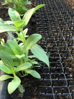 Cat Scat Mat -Garden Supply Store 8592448 03CUST tif