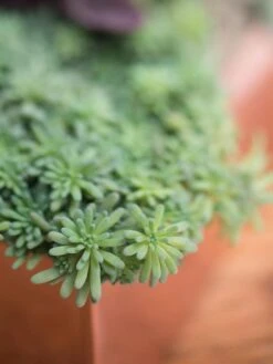 Tall Rectangular Copper Plant Tray, 18" X 5" X 4" -Garden Supply Store 8593534 4601 tif