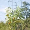 Mammoth Tomato Towers, Set Of 2 -Garden Supply Store 8595740 4437 tif