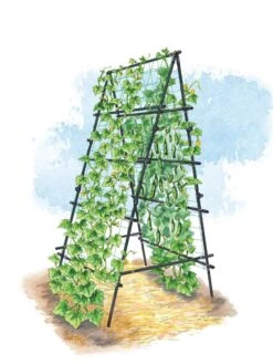 Titan A-Frame Trellis 7 Titan A-Frame Trellis -Garden Supply Store 8595755 TitanAFrame art tif