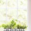 Galvanized Herb Planters With Rectangular Tray -Garden Supply Store 8595903 5946 tif