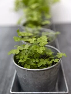 Galvanized Herb Planters With Rectangular Tray 8 Galvanized Herb Planters With Rectangular Tray -Garden Supply Store 8595903 advice 1777 tif