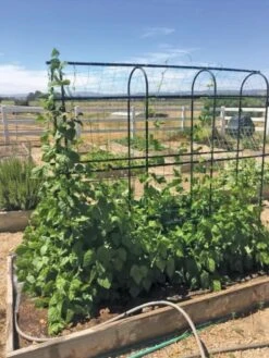 Titan Pea Tunnel 10 Titan Pea Tunnel -Garden Supply Store 8596275 01CUST tif