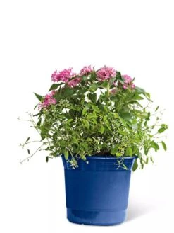 Eezy Gro Self-Watering Planters 15 Eezy Gro Self-Watering Planters -Garden Supply Store 8596425 103 tif