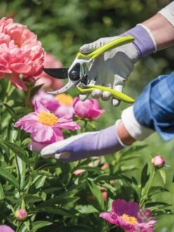 Gardener's Pro Pruner #2 8 Gardener's Pro Pruner #2 -Garden Supply Store 8596605 1261 tif