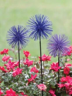 Everbloomin' Alliums, Set Of 3 -Garden Supply Store 8598435 1000 tif