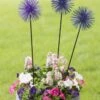 Everbloomin' Alliums, Set Of 3 -Garden Supply Store 8598435 9007 tif
