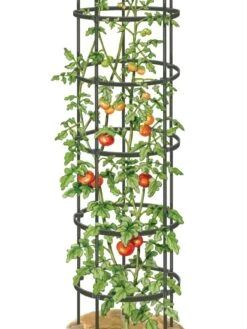Titan Tall Tomato Cages, Set Of 3 11 Titan Tall Tomato Cages, Set Of 3 -Garden Supply Store 8599860 0002 art tif