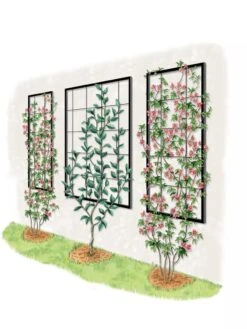 Exeter Wall Trellis 13 Exeter Wall Trellis -Garden Supply Store 8600049 50 0001 art tif