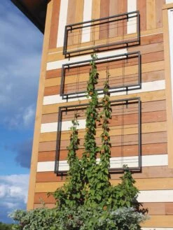 Exeter Wall Trellis 11 Exeter Wall Trellis -Garden Supply Store 8600049 7121 tif