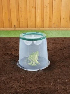 Sunny Forcing Cloches, Set Of 3 -Garden Supply Store 8600075 02V tif