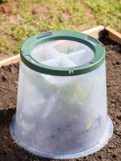 Sunny Forcing Cloches, Set Of 3 -Garden Supply Store 8600075 0734 tif