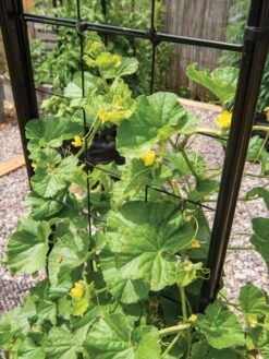 Gardener’s Victory Self-Watering Planter With Vine Trellis -Garden Supply Store 8600176 6853