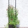 Gardener’s Victory Self-Watering Planter With Vine Trellis 1 Gardener’s Victory Self-Watering Planter With Vine Trellis -Garden Supply Store 8600177 05490 tif