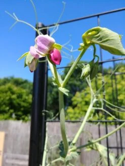 Gardener’s Victory Self-Watering Planter With Vine Trellis -Garden Supply Store 8600177 6588 tif