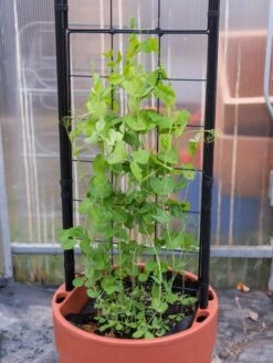 Gardener’s Victory Self-Watering Planter With Vine Trellis -Garden Supply Store 8600178 5000 tif