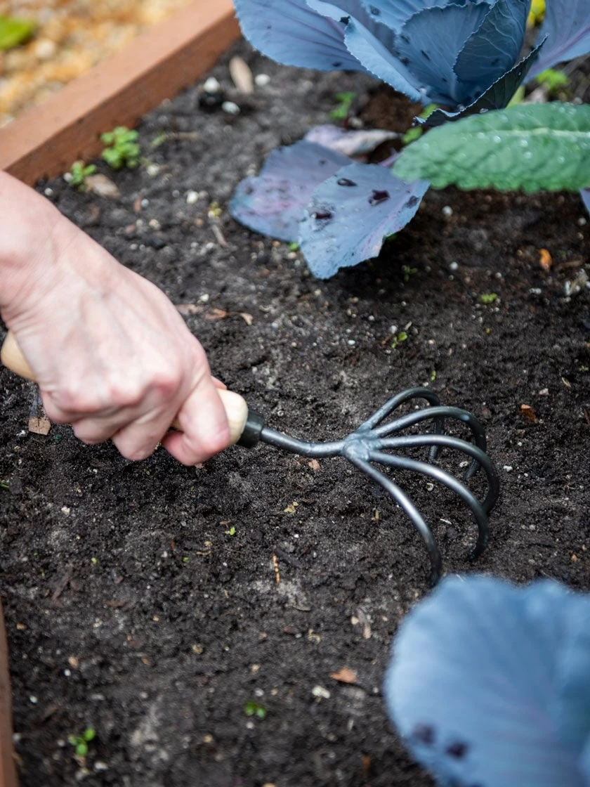 Gardener’s Lifetime 5-Tine Cultivator With Short Handle 4 Gardener’s Lifetime 5-Tine Cultivator With Short Handle - Image 2