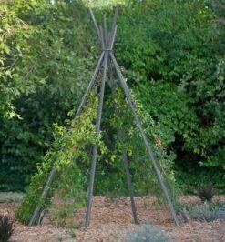 Annabel Tipi Trellis -Garden Supply Store 8600521 07V jpg