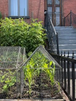 Chicken Wire Crop Coop -Garden Supply Store 8609080 02CUST tif