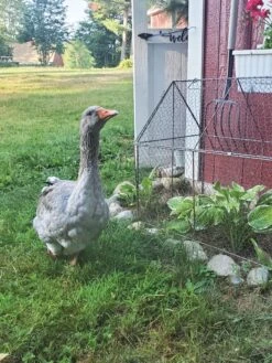 Chicken Wire Crop Coop -Garden Supply Store 8609080 02IN tif