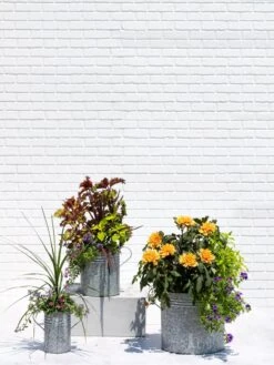 Metal Bucket Planters 11 Metal Bucket Planters -Garden Supply Store 8609085 0852 tif
