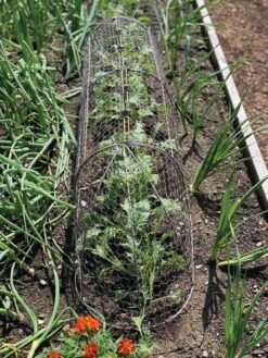 Chicken Wire Row Cloche Expandable Extra Large 3N1 12 Chicken Wire Row Cloche Expandable Extra Large 3N1 -Garden Supply Store 8609412 5903 tif