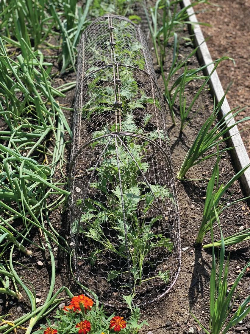 Chicken Wire Row Cloche Expandable Extra Large 3N1 5 Chicken Wire Row Cloche Expandable Extra Large 3N1 - Image 3